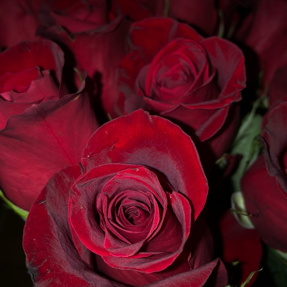 Meet your Posher, Jenny